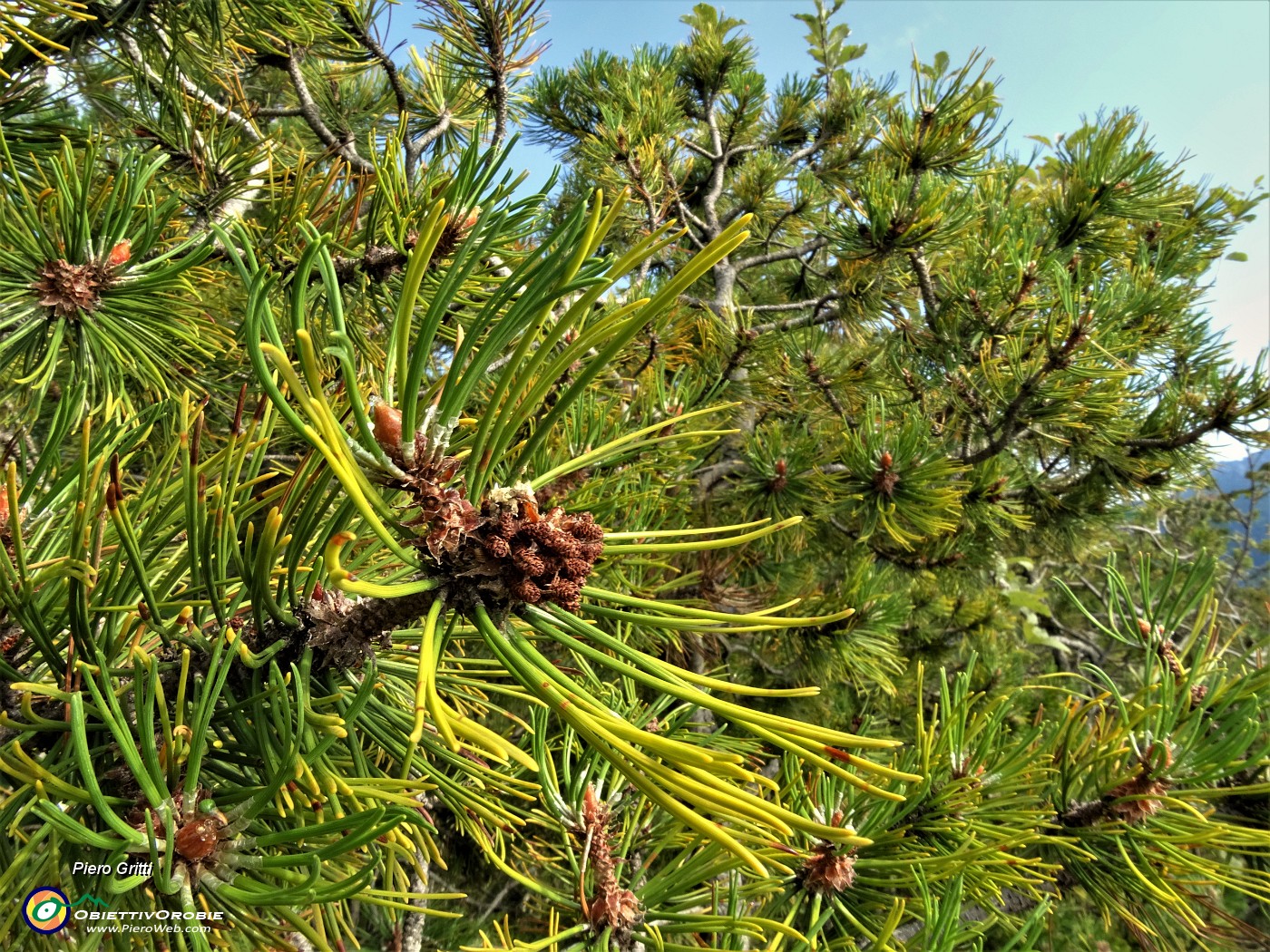 39 Cartteristica vegetazione di pini mughi ad alto e basso fusto.JPG